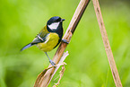great tit