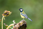 great tit
