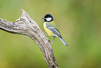 great tit