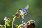 great tit