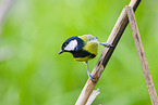 great tit