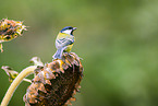 great tit