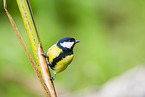great tit