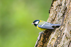 great tit