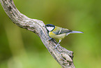 great tit