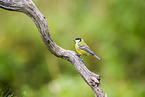 great tit