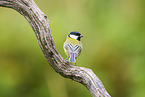 great tit