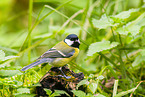 great tit