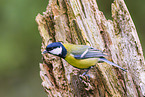 great tit