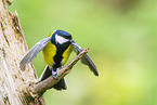 great tit