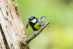 great tit
