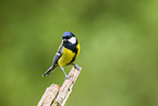 great tit