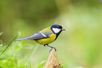 great tit