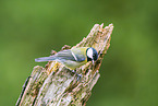 great tit