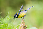great tit