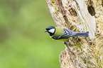great tit