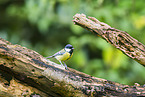 great tit
