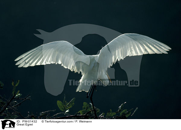 Silberreiher / Great Egret / PW-01432