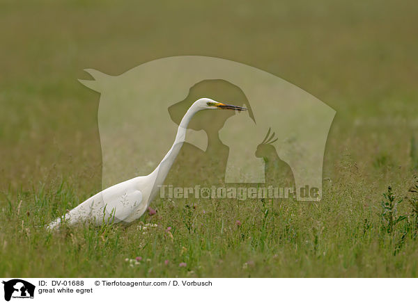 Silberreiher / great white egret / DV-01688