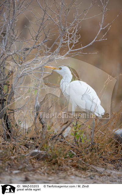 Silberreiher / great white egret / MAZ-03203