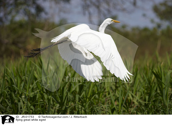flying great white egret / JR-01753