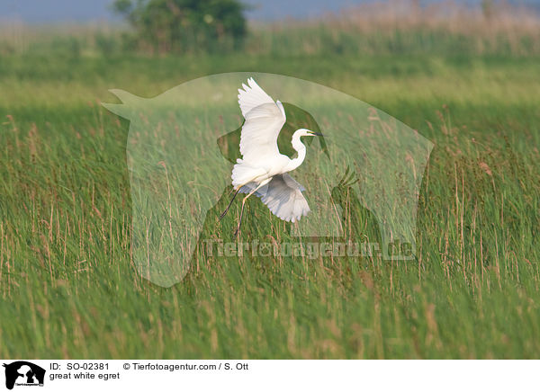 great white egret / SO-02381