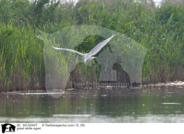 great white egret / SO-02407