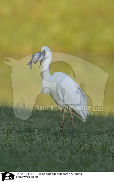 Silberreiher / great white egret / AT-01492