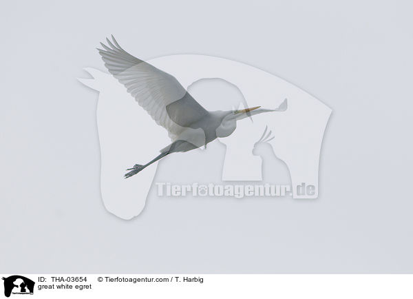Silberreiher / great white egret / THA-03654
