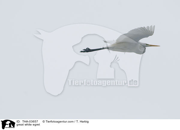 Silberreiher / great white egret / THA-03657