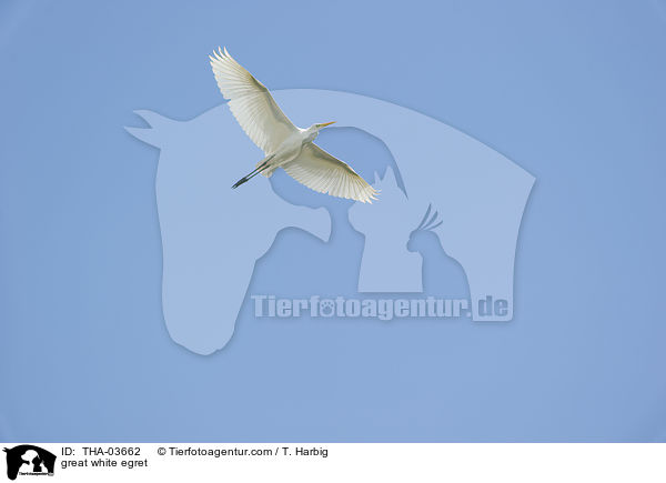 Silberreiher / great white egret / THA-03662