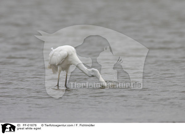 Silberreiher / great white egret / FF-01676