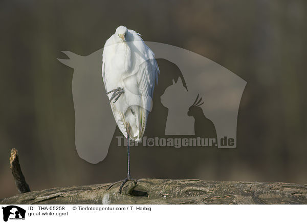 Silberreiher / great white egret / THA-05258