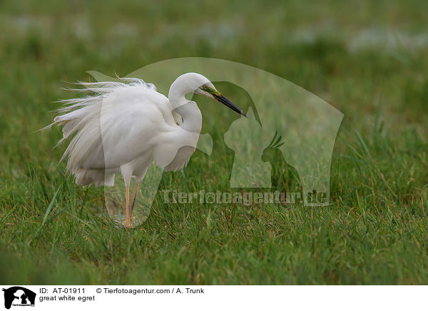 Silberreiher / great white egret / AT-01911