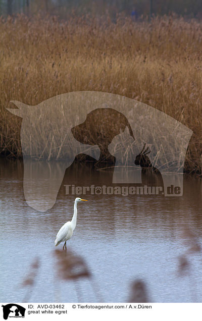 Silberreiher / great white egret / AVD-03462