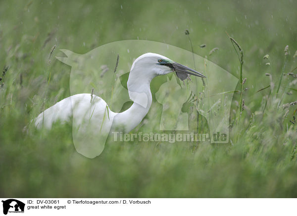 great white egret / DV-03061