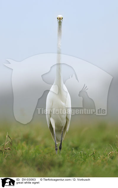 Silberreiher / great white egret / DV-03063