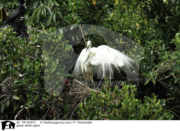 Silberreiher / great white egret / FF-03573