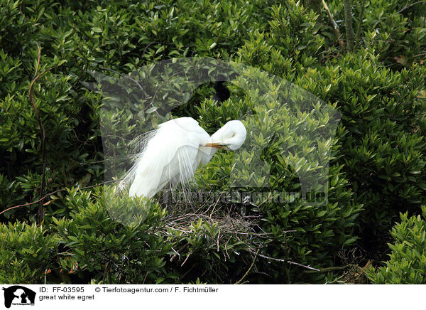 Silberreiher / great white egret / FF-03595