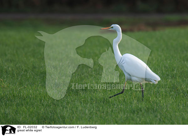 Silberreiher / great white egret / FL-02032