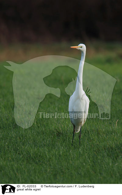 great white egret / FL-02033