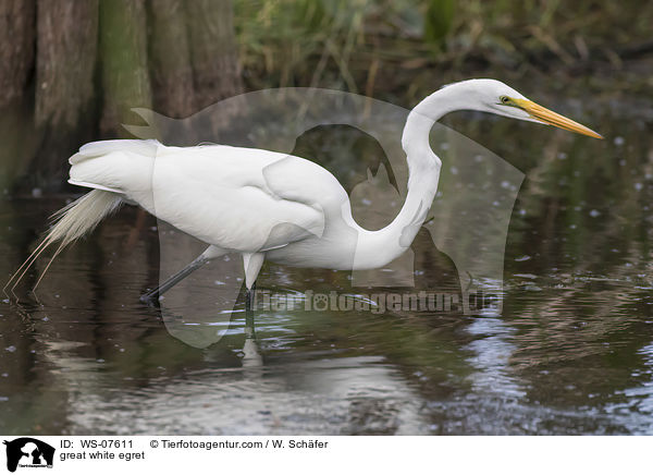 great white egret / WS-07611