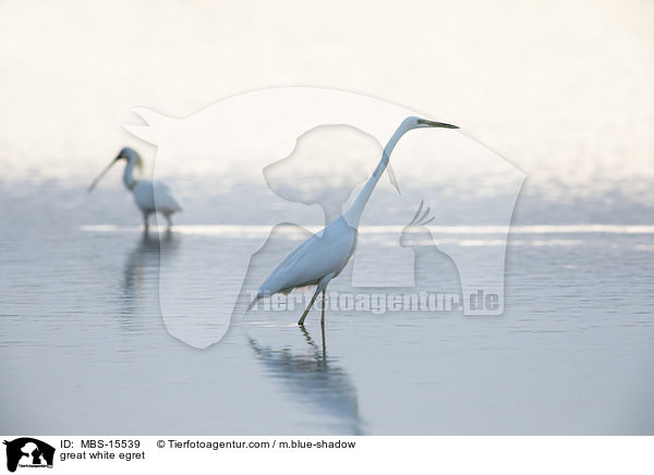 great white egret / MBS-15539