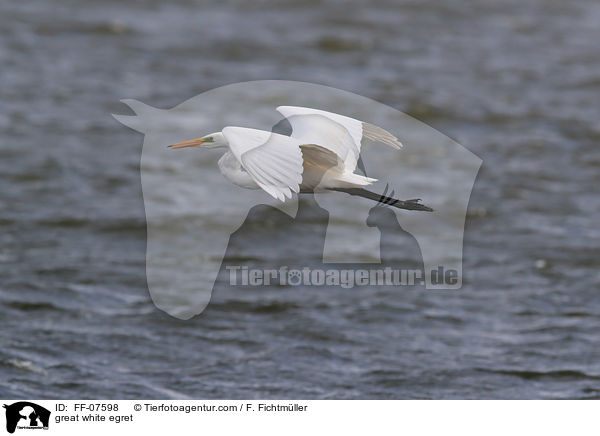 Silberreiher / great white egret / FF-07598