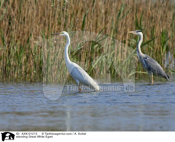 stehender Silberreiher / standing Great White Egret / AXK-01213