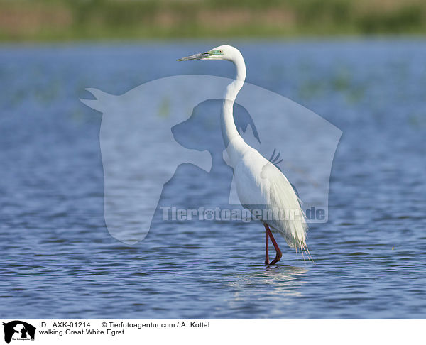 walking Great White Egret / AXK-01214