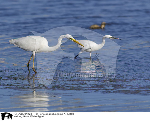 laufender Silberreiher / walking Great White Egret / AXK-01223