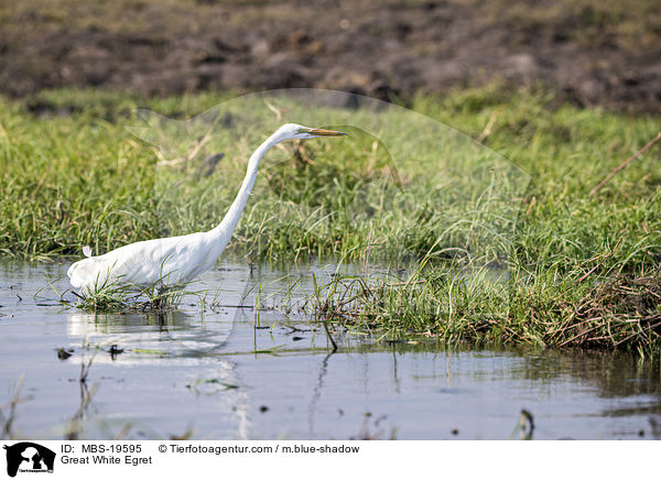 Silberreiher / Great White Egret / MBS-19595