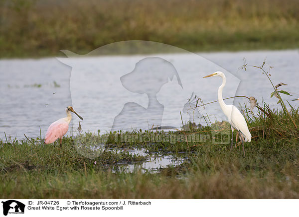 Silberreiher mit Rosalffler / Great White Egret with Roseate Spoonbill / JR-04726