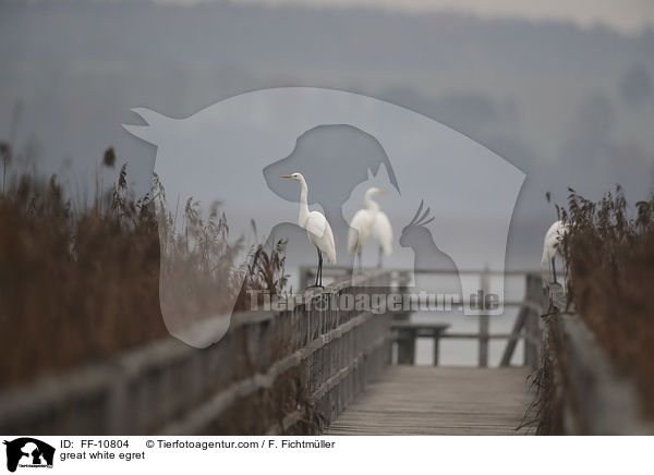 Silberreiher / great white egret / FF-10804